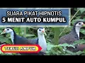 Download Lagu 🔴‼️ RUAK RUAK PIKAT BETINA MEMANGGIL JANTAN SUARA KERAS
