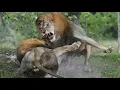 Download Lagu lion fight sounds