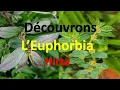 Euphorbia hirta, Asthma herb partie 1