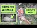 What to FEED a HEDGEHOG and what to avoid
