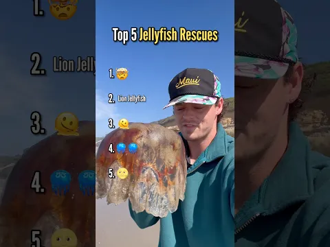 Top 5 Jellyfish Rescues! #animals #nature #shorts