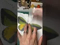 Part two pinning a dead Goliath birding butterfly