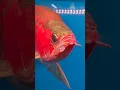 Download Lagu The grand champion arowana?#arowana #aquarium #aquariumhobby