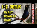 Download Lagu PANCINGAN murai batu gacor PAGI SIANG MALAM AMPUH buat PANCINGAN murai batu agar cepat bunyi emosi