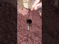 Download Lagu Wild man uses bullet ants to catch centipede in deep hole