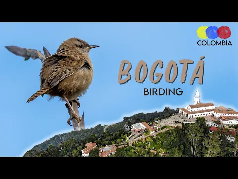 Best Birding Spots in Bogota | Where to Watch Birds
