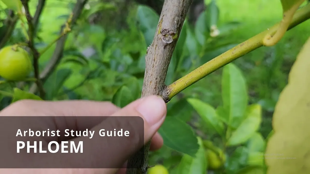 Phloem | Tree Biology