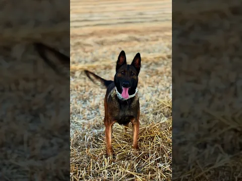 Latte ❤️👸 #eyüpdoğan #malinois #belçikakurdu #istanbul