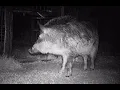 Two Hog Trap Mistakes to Avoid