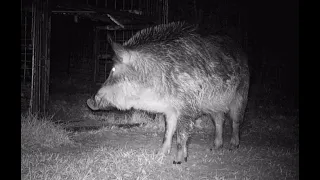 Two Hog Trap Mistakes to Avoid