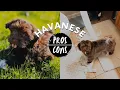 Havanese PROS CONS of the breed