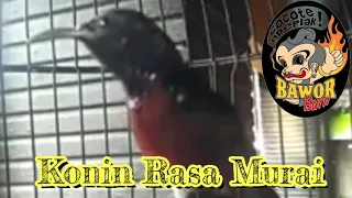 Download KONIN RASA MURAI MP3