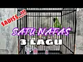 Lagu SADIZ!!! TEMBAKAN CUCAK IJO SATU NAFAS TIGA LAGU