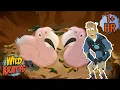 Chris and Martin Meet Baby Parrots Creature Facts Wild Kratts