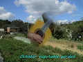Jaranera/F.Moreno TORROBA