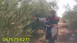 اللهم بارك اشجار الحوزيه بتاريخ اليوم 17 11 2025 