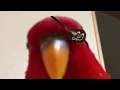 Red bird meme but it s Majima