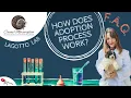 Lagotto Romagnolo FAQ - How does the adoption process work