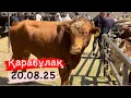Download Lagu Бұқа. Сиыр. Бұзау. Бұзаулы сиыр. 20.08.25. Қарабұлақ