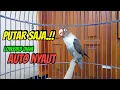 Lagu Lovebird Gacor Ngekek Panjang Diawali Fighter Lanjut NGEKEK,  Baru di Pancing Bikin Lawan AUTO NYAUT
