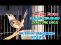 Download Lagu ciblek kristal gacor ngebren nembak sekali pancing langsung nyaut