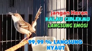 ciblek kristal gacor ngebren nembak sekali pancing langsung nyaut