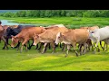 Download Lagu Video Hewan ternak Sapi lucu -Suara Sapi Lembu di Ladang Memanggil Kawan untuk Berkeliaran di ladang