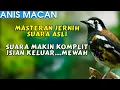 Download Lagu BURUNG ANIS MACAN UNTUK TERAPI ANIS MACET ISIAN KOMPLIT \u0026 MEWAH