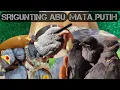 Lagu PANEN LOLOHAN ANAKAN BURUNG SRIGUNTING ABU ASLI MATA PUTIH⁉️PASCA ERUPSI GUNUNG SEMERU‼️