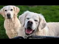 Why does a dog s nose change colors snow nose
