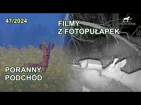 Download MP3 Poranny podchód - nagrania z fotopułapek - SUDECKA OSTOJA 47/2024 Secacam 5 7