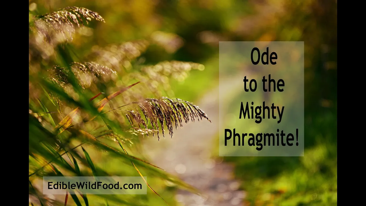 The Mighty Phragmite