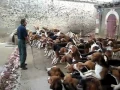 Download Lagu Crazy feeding frenzy with the hounds at Chateau Cheverny