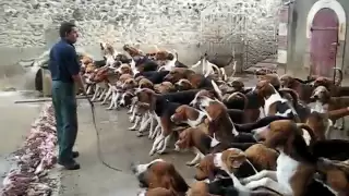 Crazy feeding frenzy with the hounds at Chateau Cheverny