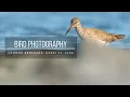 Download Lagu Photographing SHOREBIRDS | Birdphotography, Redshank, Vlog