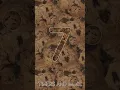 10 Second Chocolate Chip Cookie Inspired Countdown Timer