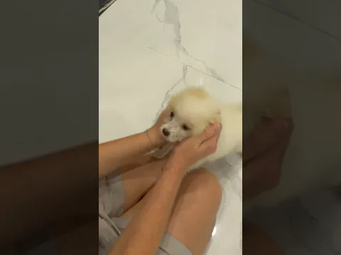 Пришел в гости: Doggy Dog cute