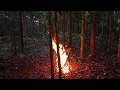 Download Lagu SOLO CAMPING HOROR DI GANGGU PENUNGGU HUTAN PALASAH ADEN ADEN