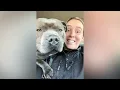 Download Lagu URGENT MESSAGE#enzothebluestaffordshire#staffordshirebullterrier#talkingdog#fy