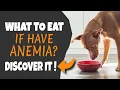 🐶🥣 FOODS for dogs WITH ANEMIA (What to eat)
