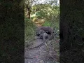 Download Lagu komodo kawin di tengah jalan🤭🔥