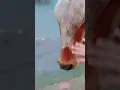 Download Lagu pata nahi kis Roop Mein Aakar Narayan mil jaenge🙏