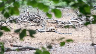 Searching For Leopards In Wilpattu National Park – Ep. 130