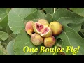 Bourjasotte Grise Fig Is it Worth Growing in AZ