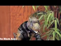 The Black Keys - Tighten Up [Official Music Video]