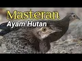 Download Lagu Sangat ampuh pancingan untuk ayam hutan Hijau jantan #ayamhutan  #masteran
