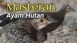 Download Sangat ampuh pancingan untuk ayam hutan Hijau jantan #ayamhutan  #masteran MP3