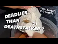 Download Lagu Unboxing DEADLIEST scorpion IN THE WORLD !!! ~ No, NOT DEATH STALKER (+ feeding)