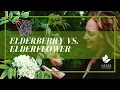 Download Lagu Vlierbloesem versus vlierbes (gezondheidsvoordelen van vlierbes)