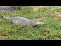 Download Lagu CARA PALING JITU MENGHADAPI BUAYA PREDATOR...